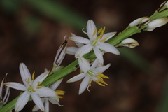 Chlorophytum bowkeri