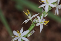 Chlorophytum bowkeri