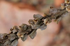 Chlorophytum bowkeri