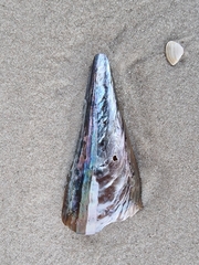 Pinnidae
