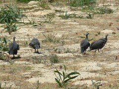 Numida meleagris coronatus