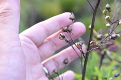 Scrophularia lanceolata