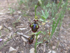 Ophrys speculum