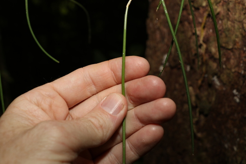 Image of Dendrobium bowmanii by (c) Greg Tasney, some rights reserved (CC BY-SA)