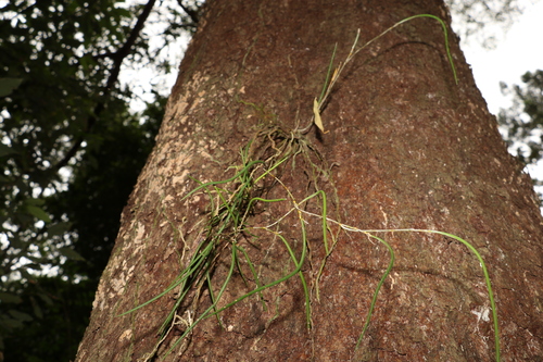 Image of Dendrobium bowmanii by (c) Greg Tasney, some rights reserved (CC BY-SA)