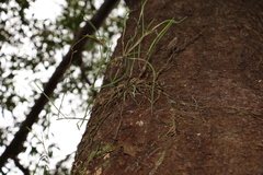 Dendrobium bowmanii