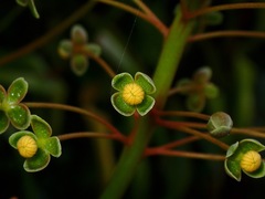 Nepenthes reinwardtiana
