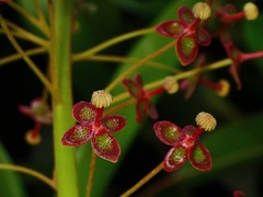Nepenthes reinwardtiana