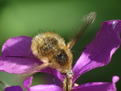 Bombylius minor