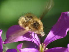 Bombylius minor