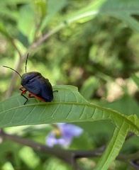 Lampromicra aerea