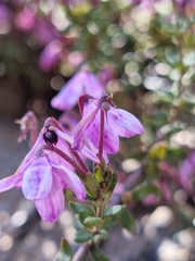Tetratheca ericifolia