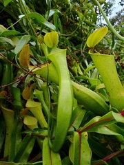 Nepenthes reinwardtiana