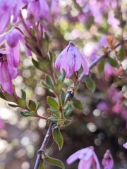 Tetratheca ericifolia