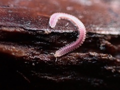 Gosodesmus claremontus