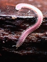 Gosodesmus claremontus