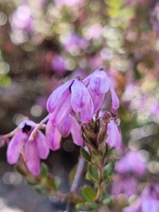 Tetratheca ericifolia