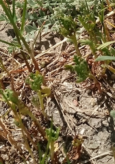 Caryophyllales