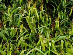 Nepenthes reinwardtiana