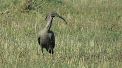 Theristicus caerulescens