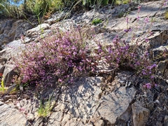 Tetratheca ericifolia