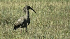Theristicus caerulescens