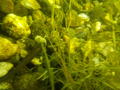 Pleurodelinae