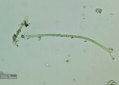 Oscillatoriaceae