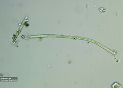Oscillatoriaceae