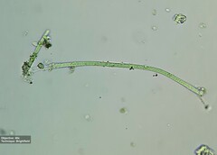 Oscillatoriaceae