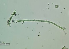 Oscillatoriaceae
