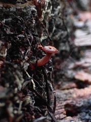 Pseudobaeospora