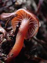 Pseudobaeospora