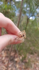 Neosparassus calligaster