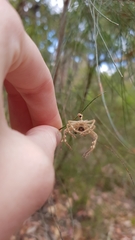 Neosparassus calligaster