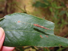 Piestoceros conjunctella