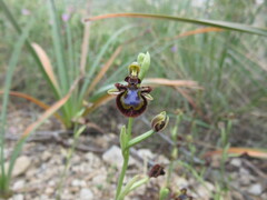 Ophrys speculum