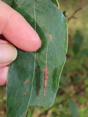 Piestoceros conjunctella