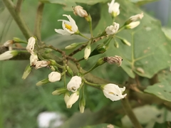 Solanum torvum