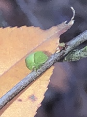 Spissistilus festinus