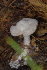 Hypomyces ochraceus