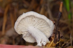 Hypomyces ochraceus
