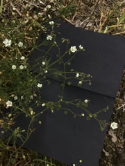 Spergula pentandra