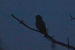 Bubo