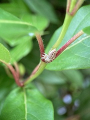 Opisthoncus polyphemus