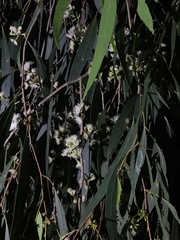 Eucalyptus radiata