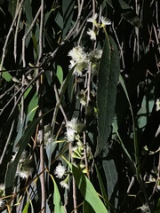 Eucalyptus radiata
