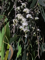 Eucalyptus radiata