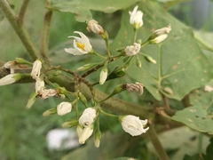 Solanum torvum
