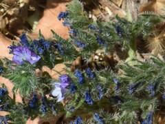 Phacelia distans